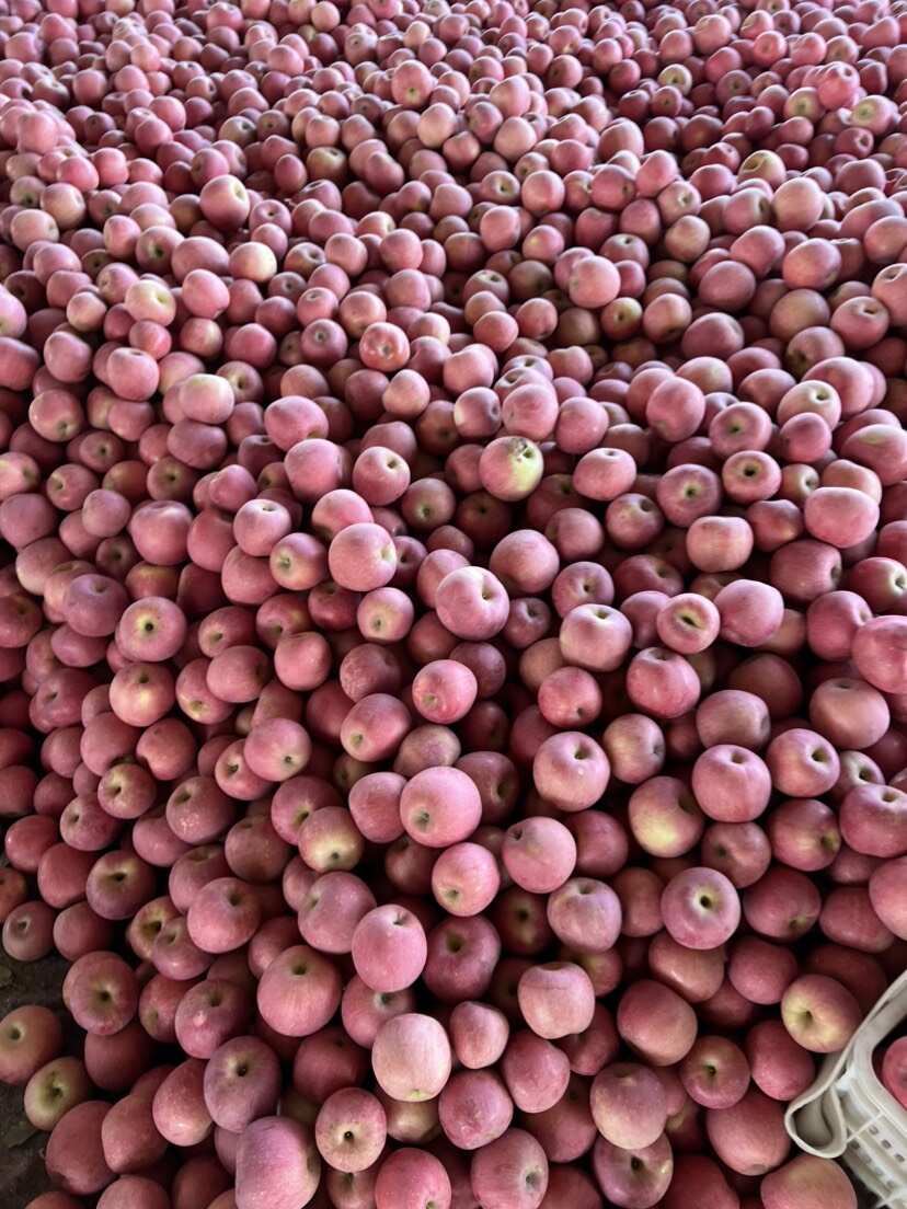 大连精品红富士苹果