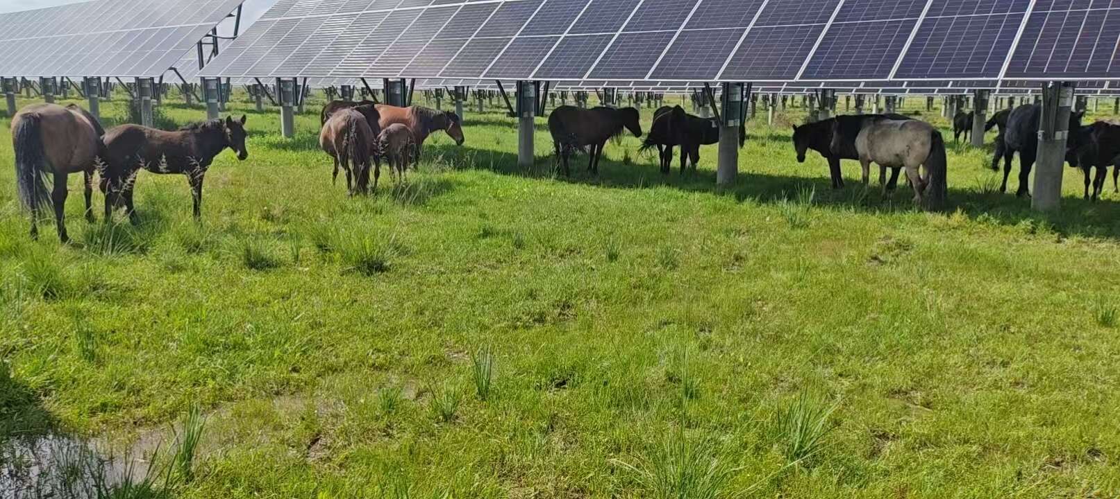 怀胎母马，当年马驹，骑马