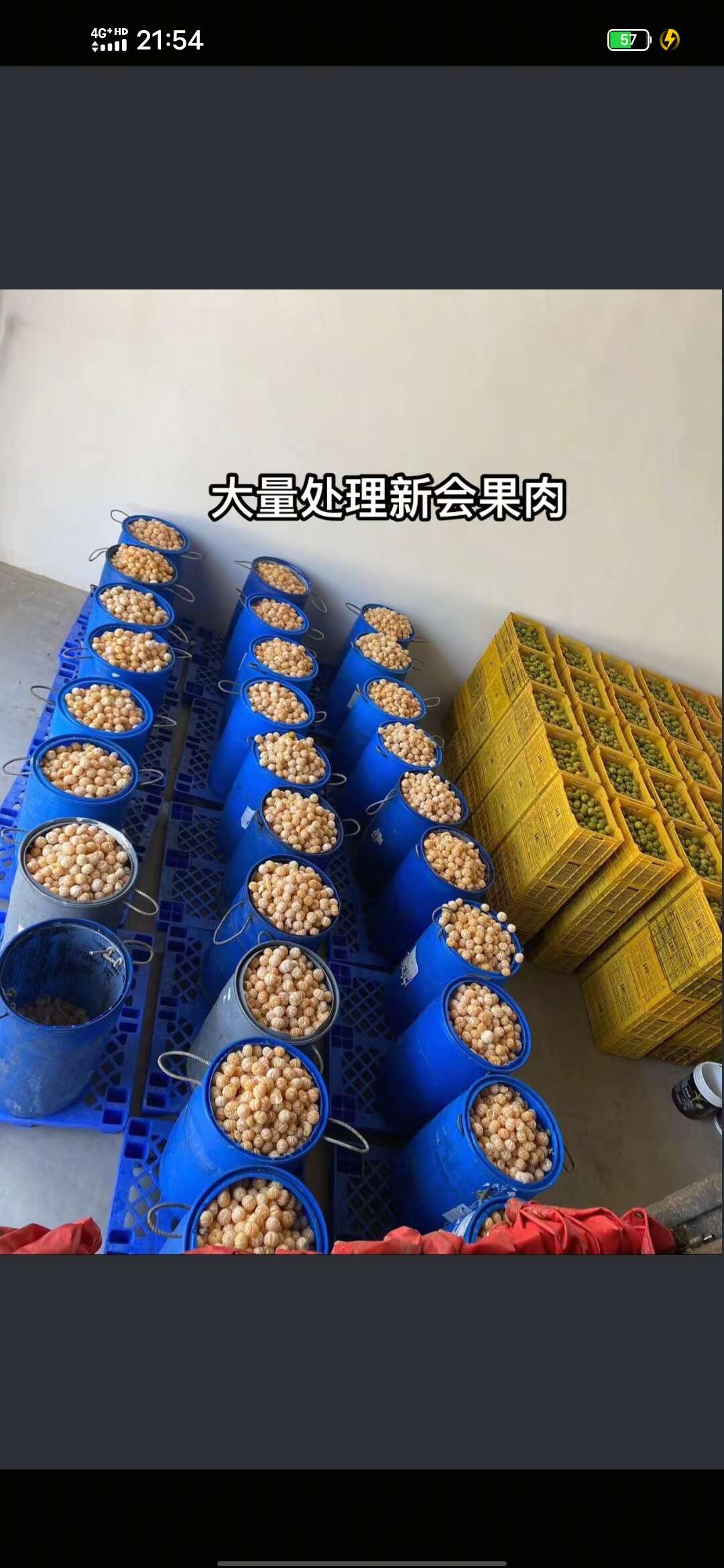 广东新会柑 新鲜柑桔产地直发