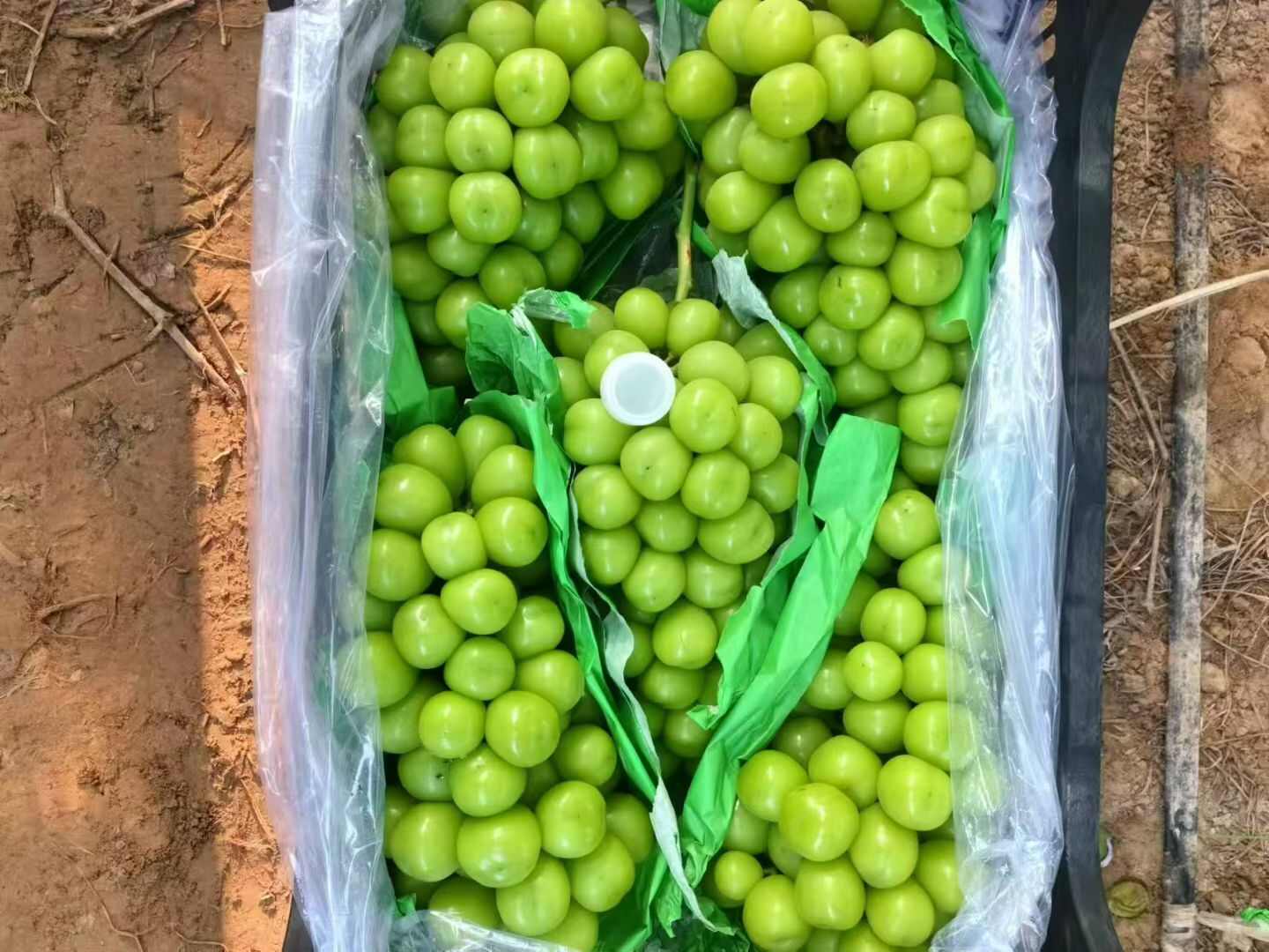 冷库库存高捡下捡阳光玫瑰葡萄现货供应欢迎采购