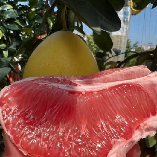 海口福建三红柚子