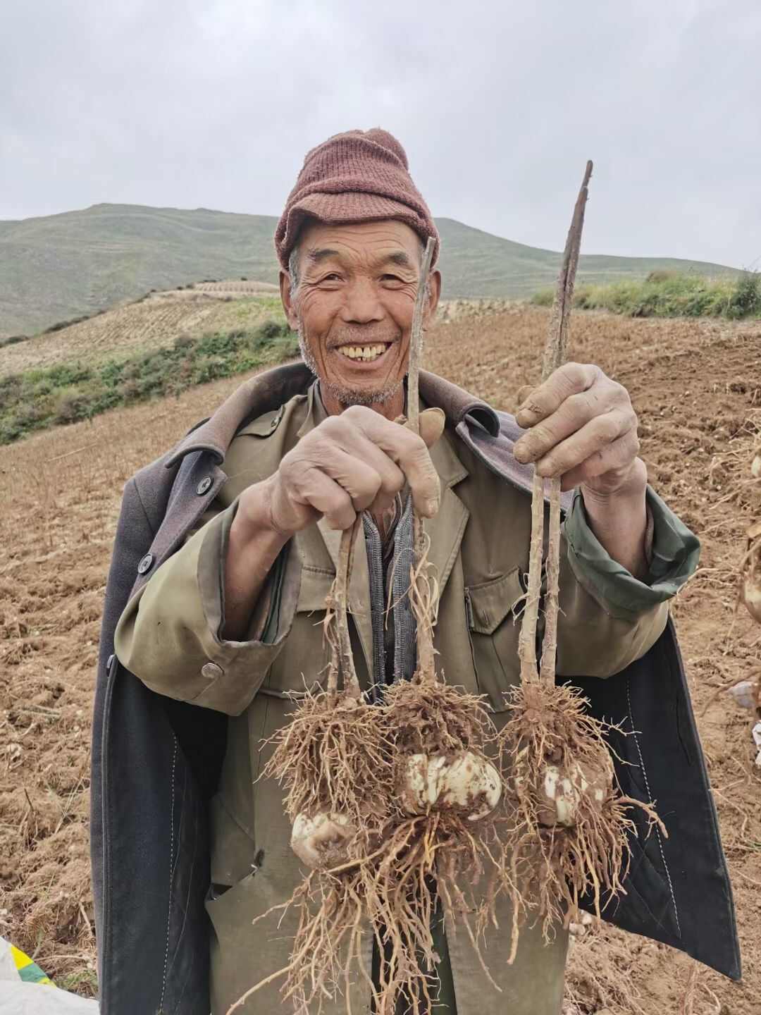 兰州百合甘肃特产正宗兰州甜百合无硫原产地直发净皮