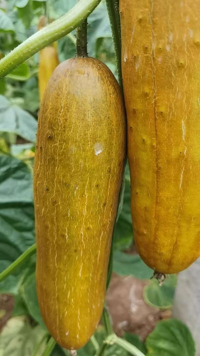 老黄瓜山东省聊城市莘县基地直供