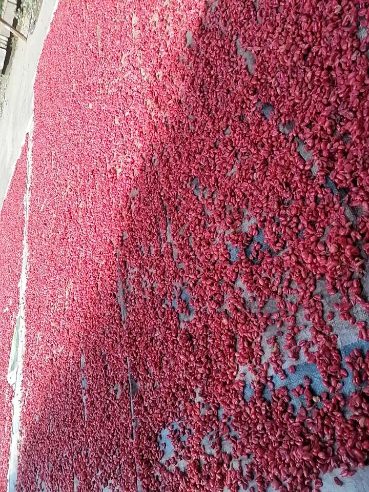 秦岭深山里的山茱萸