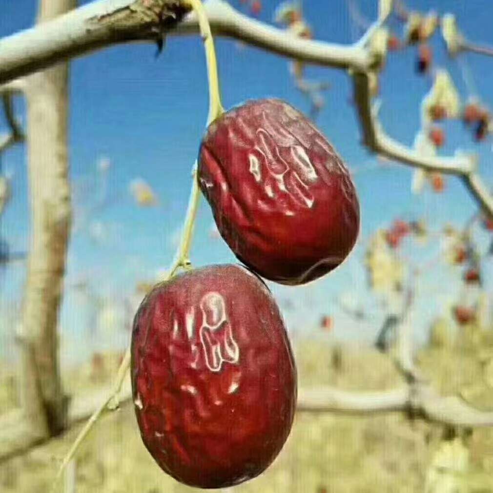 新疆若羌县灰枣样品专拍