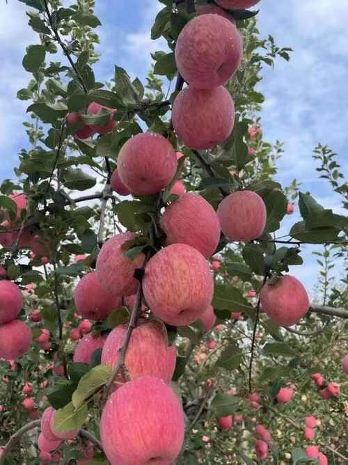 陕西榆林高原地苹果 产地直发 新鲜采摘