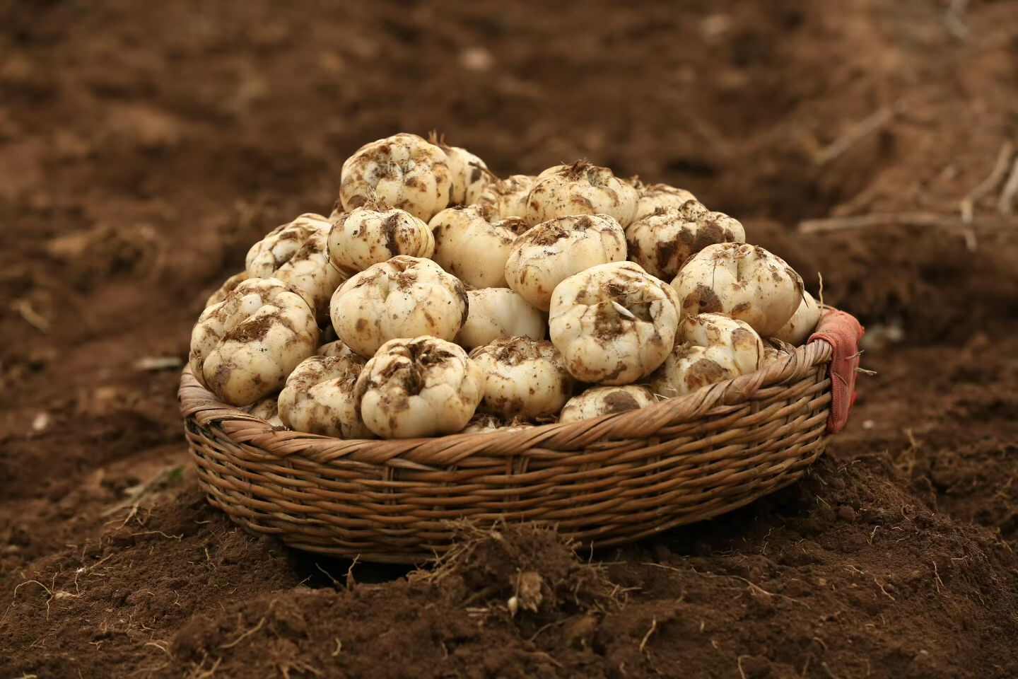 兰州百合甘肃特产正宗兰州甜百合无硫原产地直发净皮