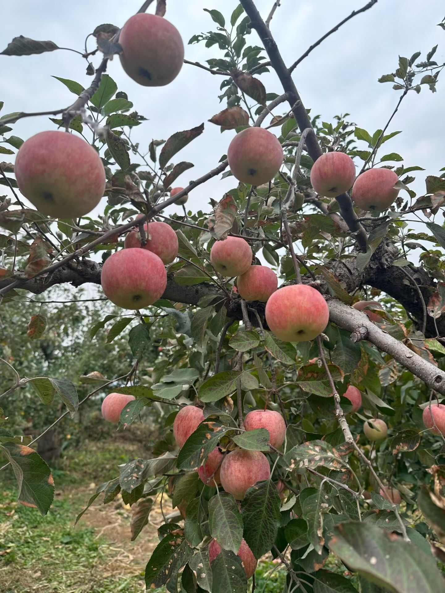 陕西榆林高原地苹果 产地直发 新鲜采摘