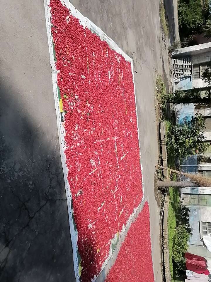 秦岭深山里的山茱萸