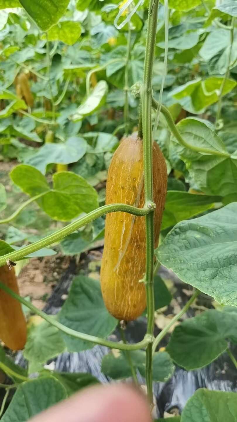 老黄瓜山东省聊城市莘县基地直供