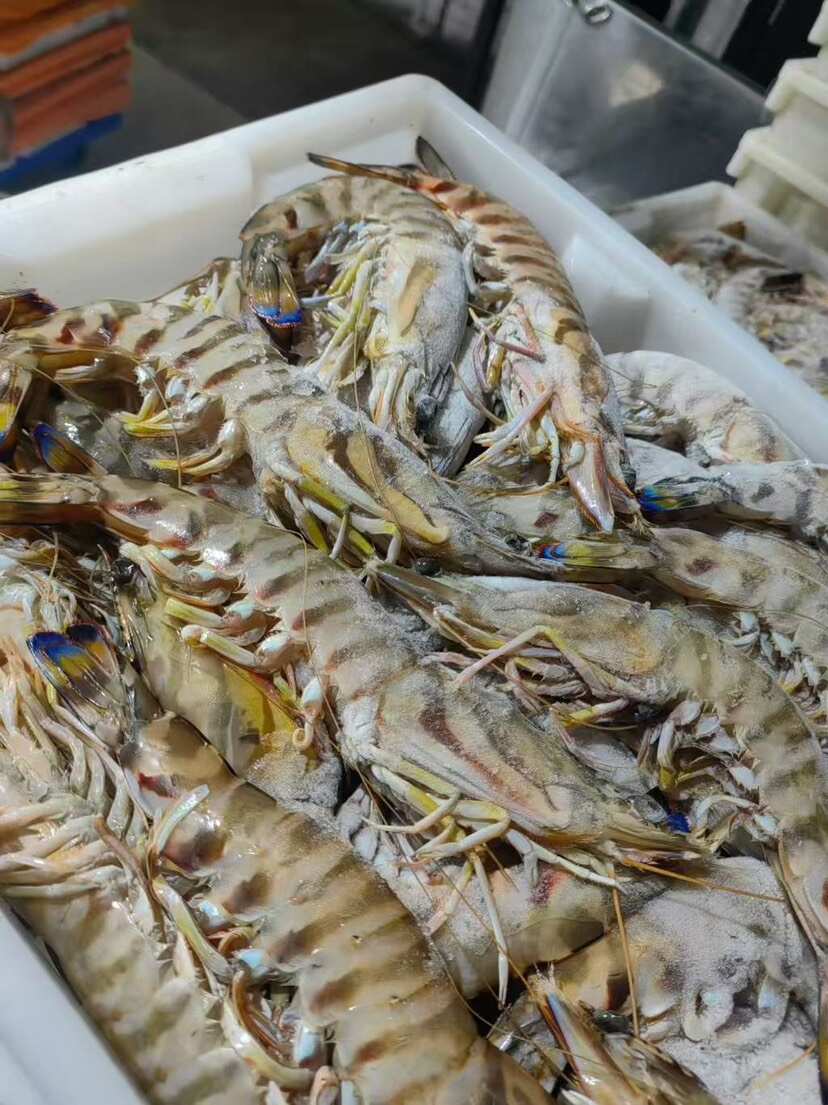 主要全是大个头。只批发还有800多斤