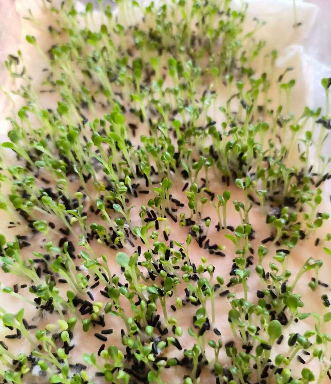 多年生黑心菊种子四季易种黑心金光菊种子景观绿化耐旱耐寒花籽