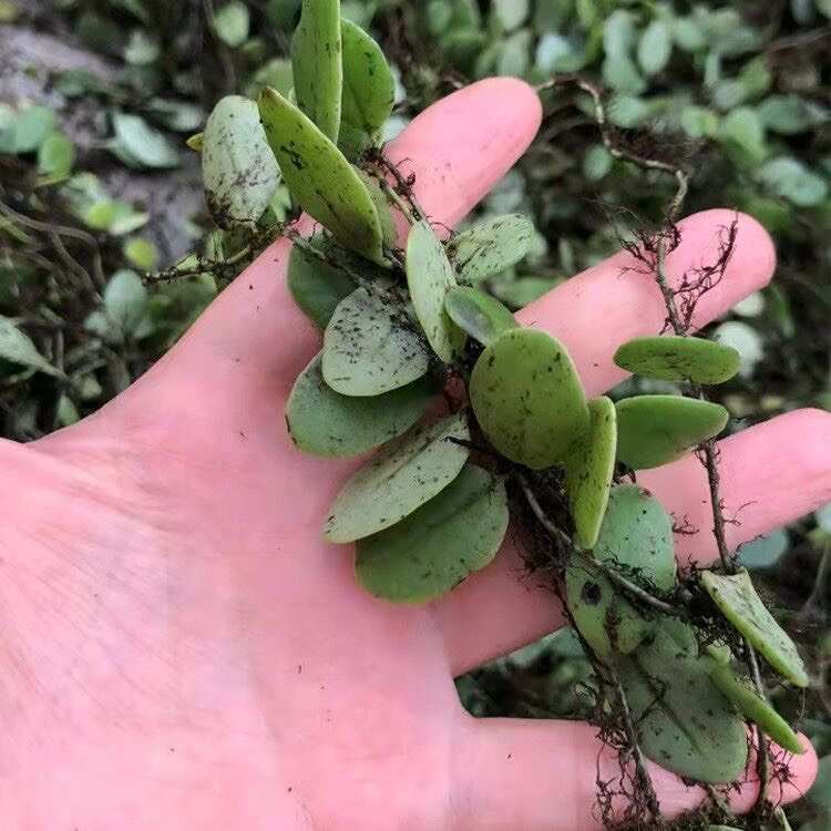 抱石莲石瓜子鱼鳖草抱树莲金龟产地云南发包新鲜中药材直发