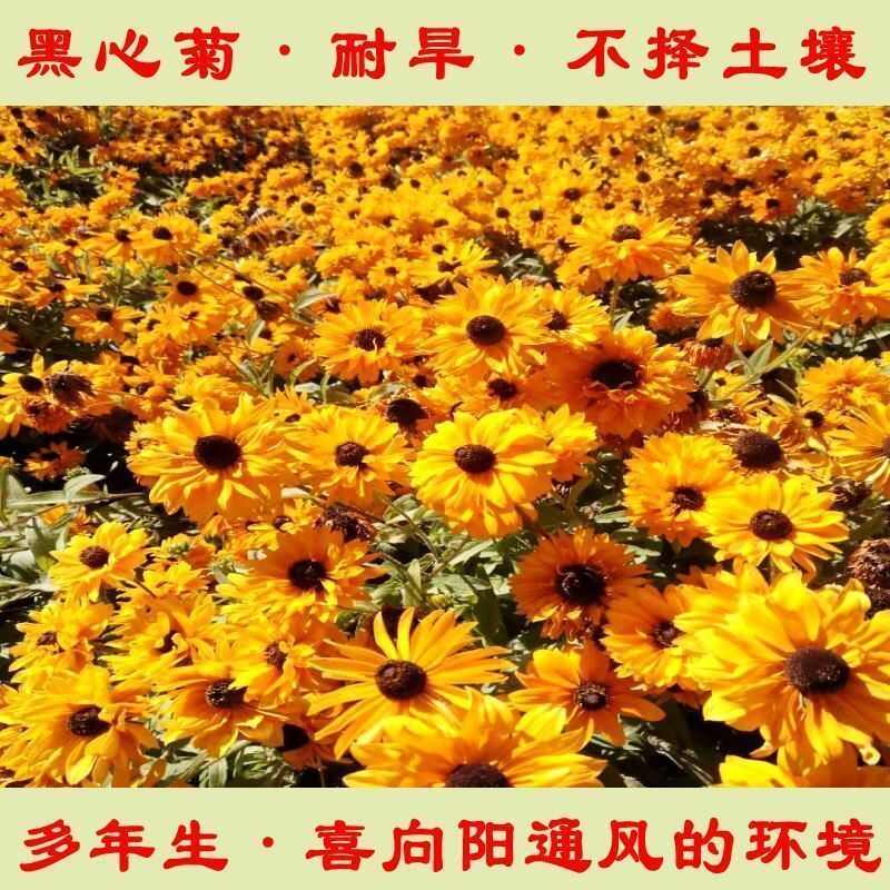 多年生黑心菊种子四季易种黑心金光菊种子景观绿化耐旱耐寒花籽
