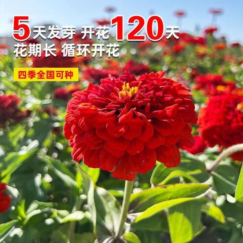 百日草种子四季播种开花花种籽子庭院室外种孑七彩重瓣百日菊花籽