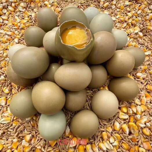 大量批发七彩山鸡蛋 七彩鸡蛋 新鲜保质保量