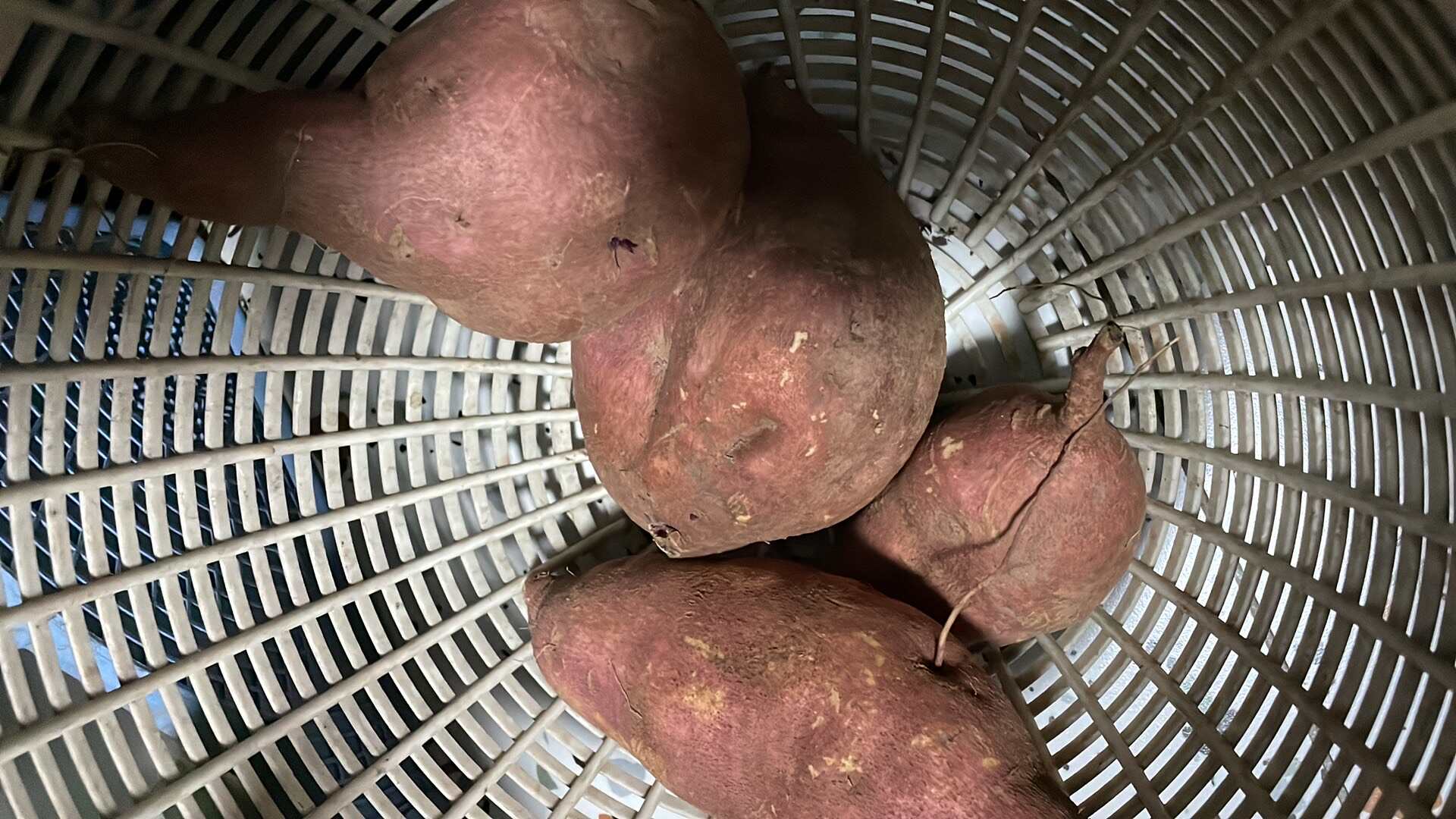 自家种的红薯又大又甜有两千多斤左右