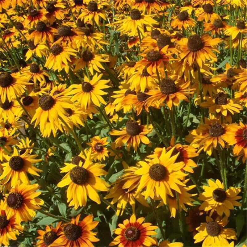 多年生黑心菊种子四季易种黑心金光菊种子景观绿化耐旱耐寒花籽