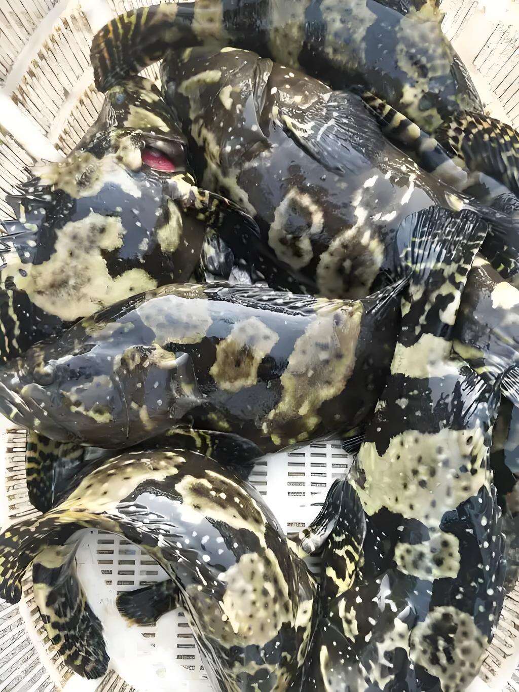 珍珠龙胆石斑鱼，"海中珍馐"的品质之选！