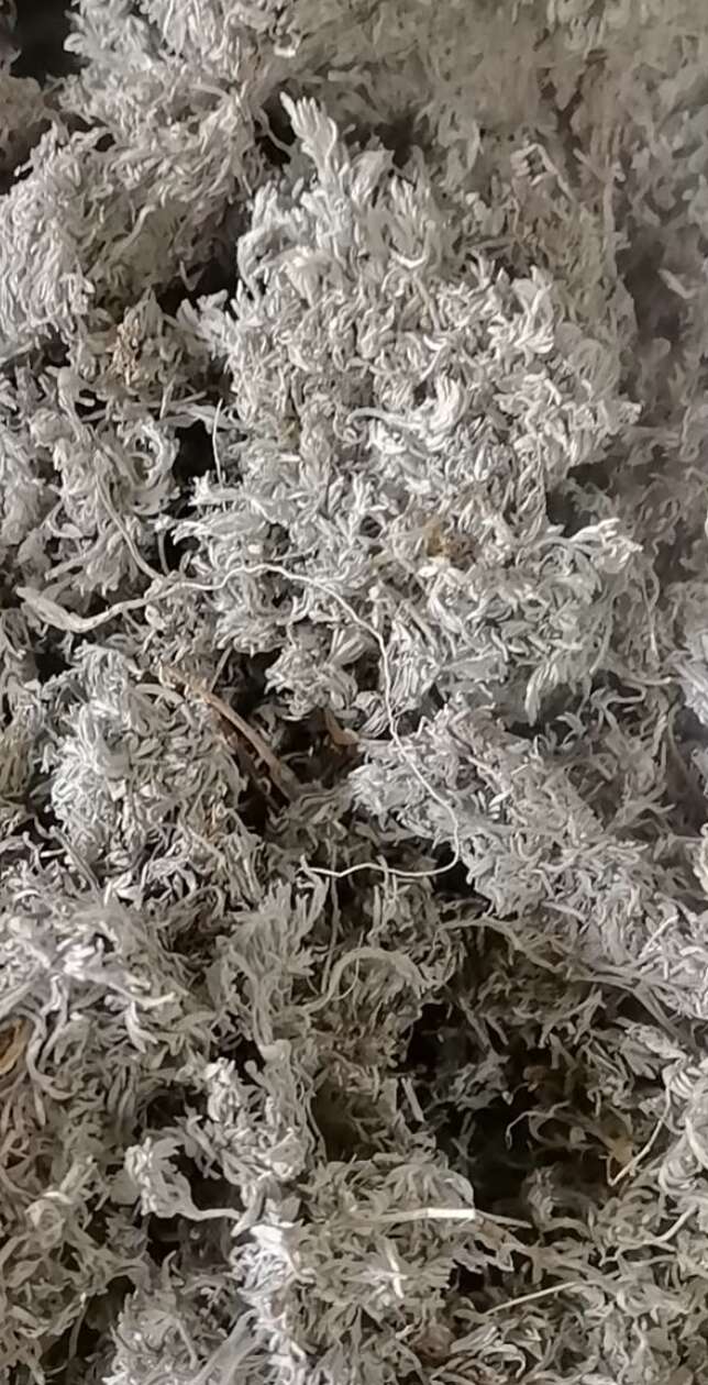 天水前期绵茵陈低于市场价出售