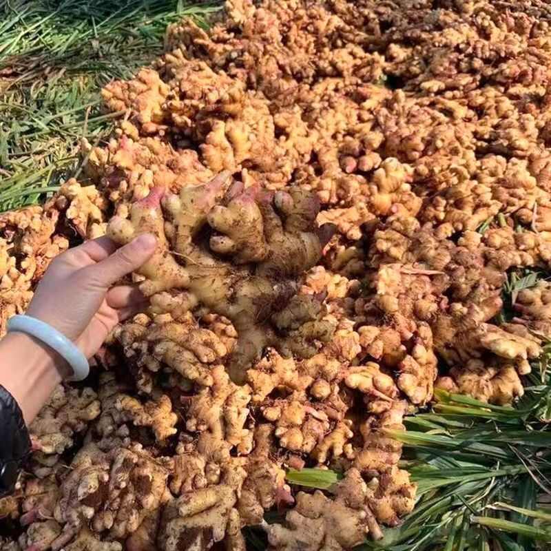 贵州安顺鲜小黄姜