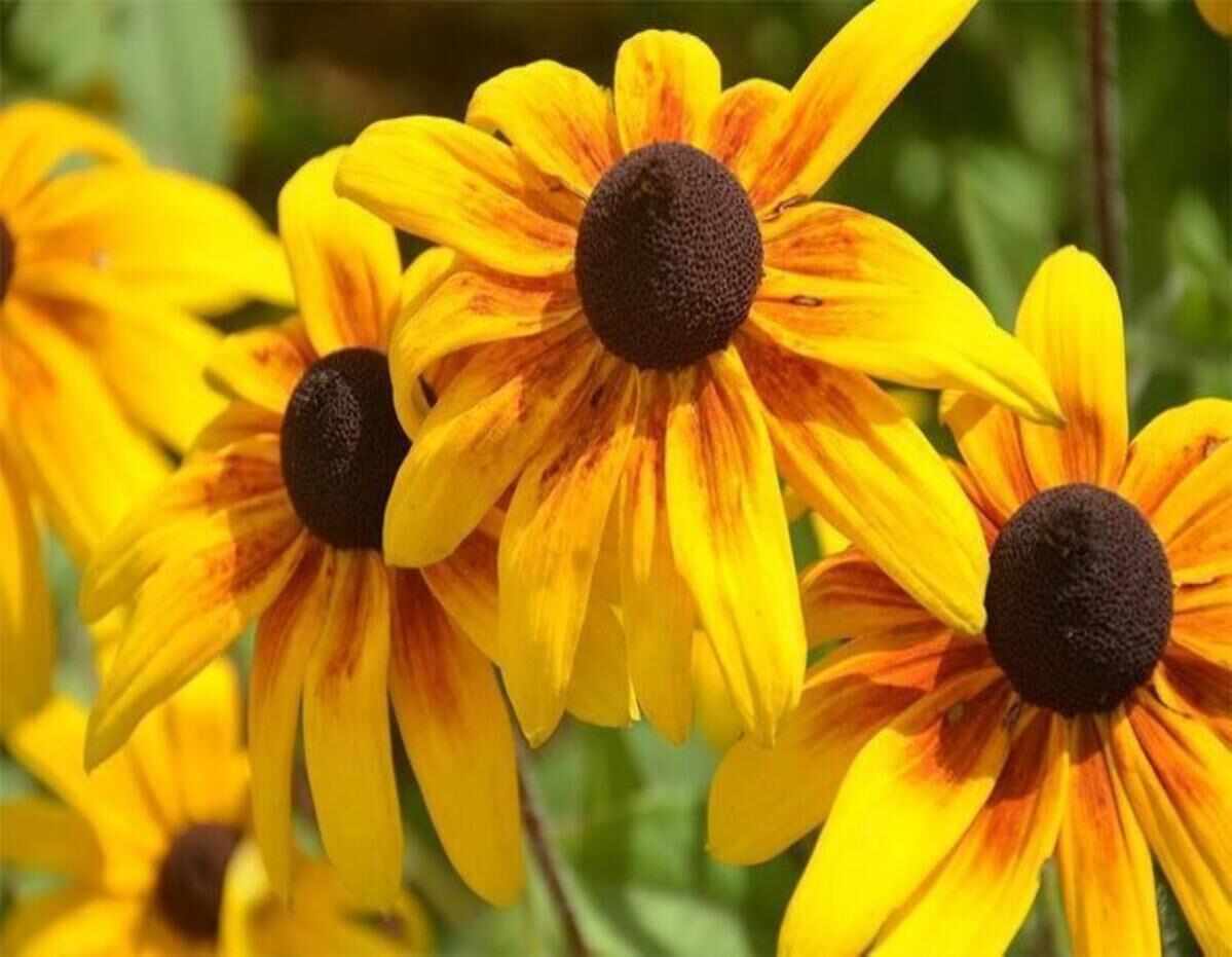 多年生黑心菊种子四季易种黑心金光菊种子景观绿化耐旱耐寒花籽