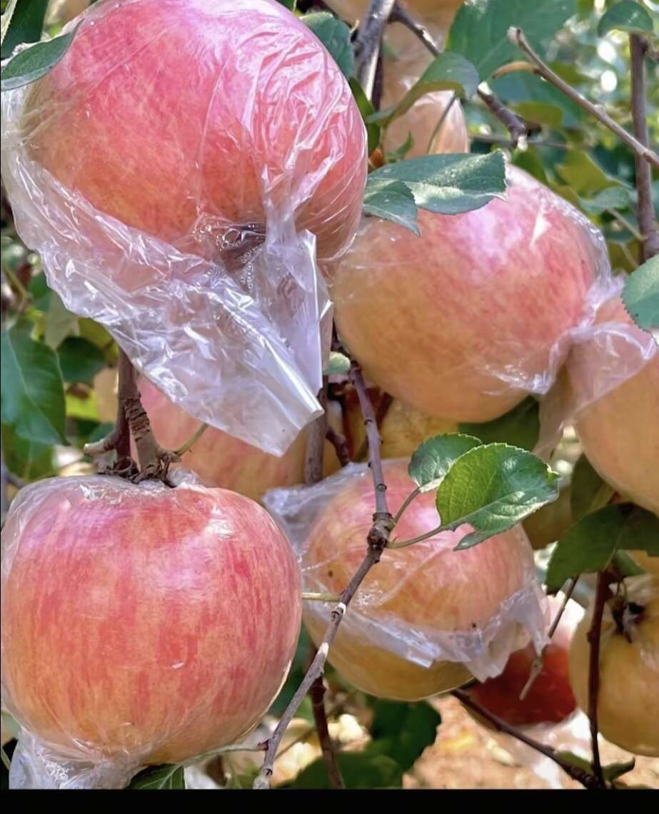 山东滨州惠民苹果 产地直发 新鲜水果