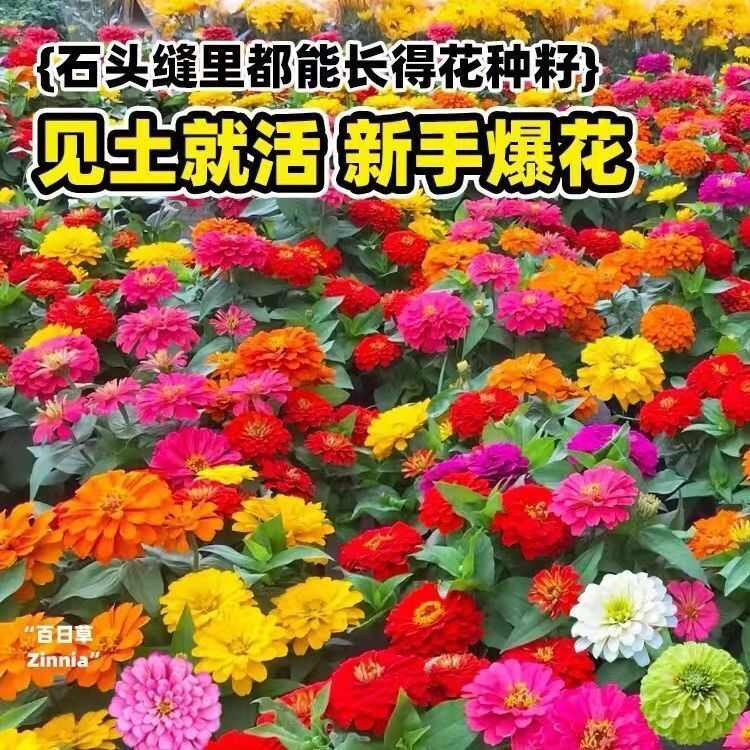 百日草种子四季播种开花花种籽子庭院室外种孑七彩重瓣百日菊花籽