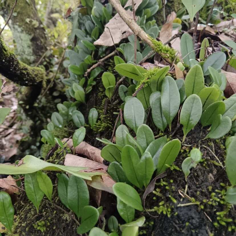 抱石莲石瓜子鱼鳖草抱树莲金龟产地云南发包新鲜中药材直发