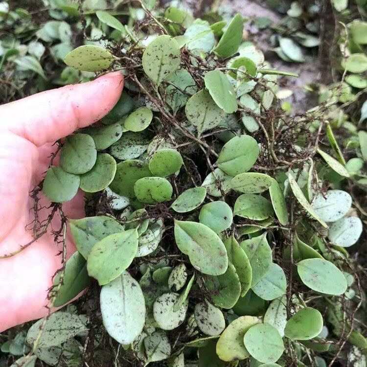 抱石莲石瓜子鱼鳖草抱树莲金龟产地云南发包新鲜中药材直发