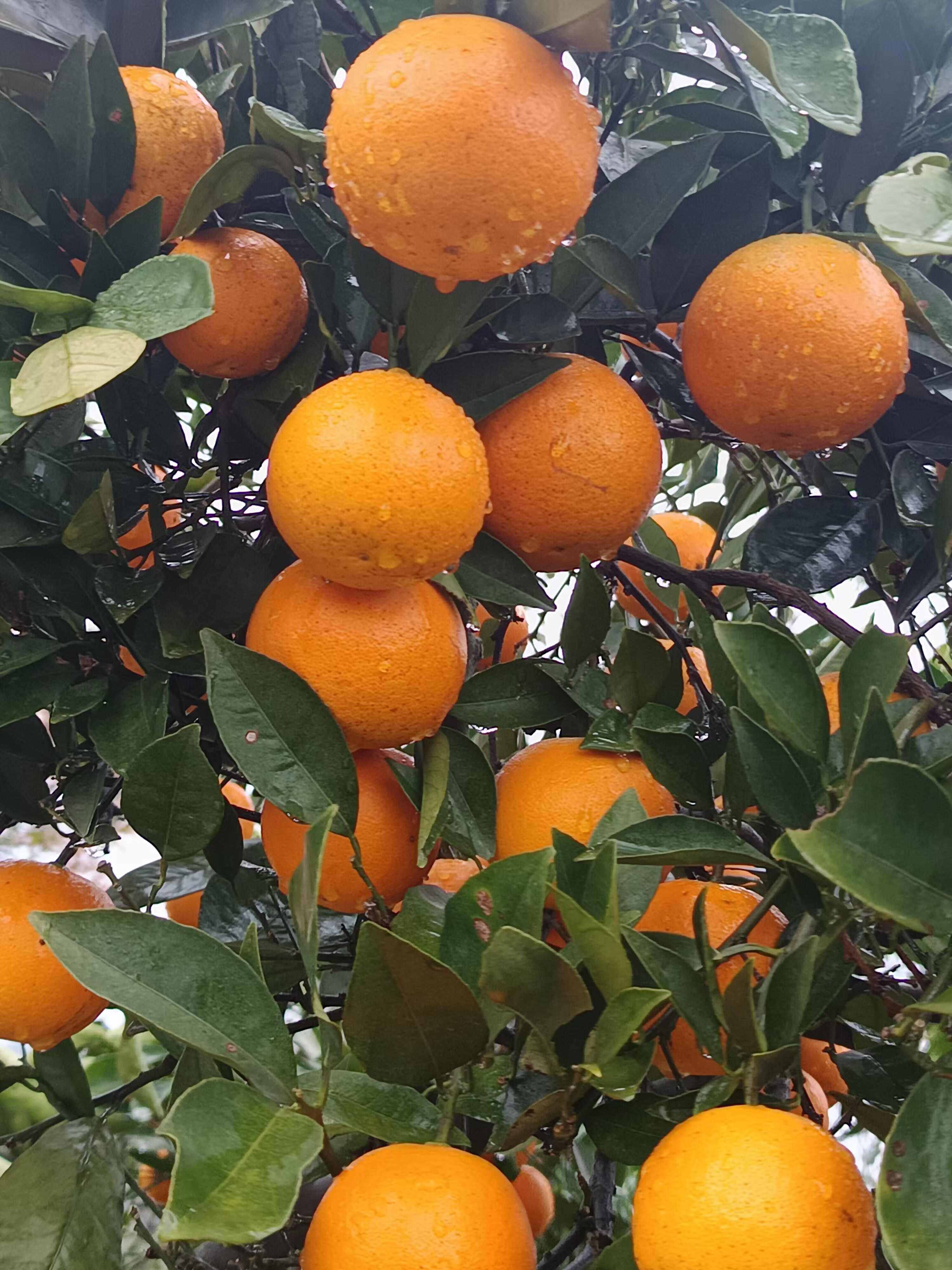 【麻阳冰糖橙 】上市了 皮薄多汁 鲜甜多汁更有纽荷尔 脐橙