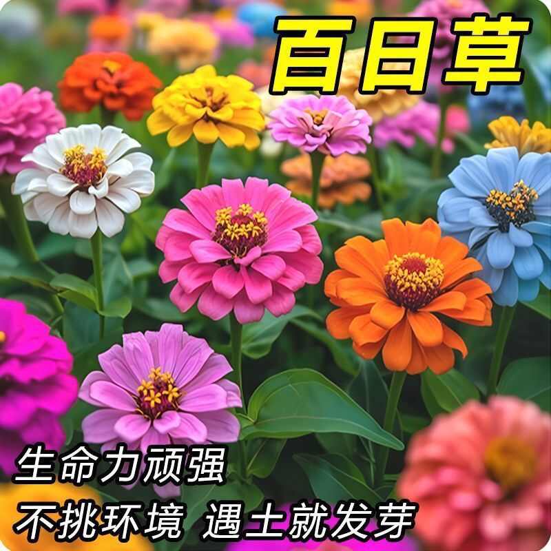百日草种子四季播种开花花种籽子庭院室外种孑七彩重瓣百日菊花籽