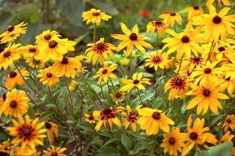 多年生黑心菊种子四季易种黑心金光菊种子景观绿化耐旱耐寒花籽