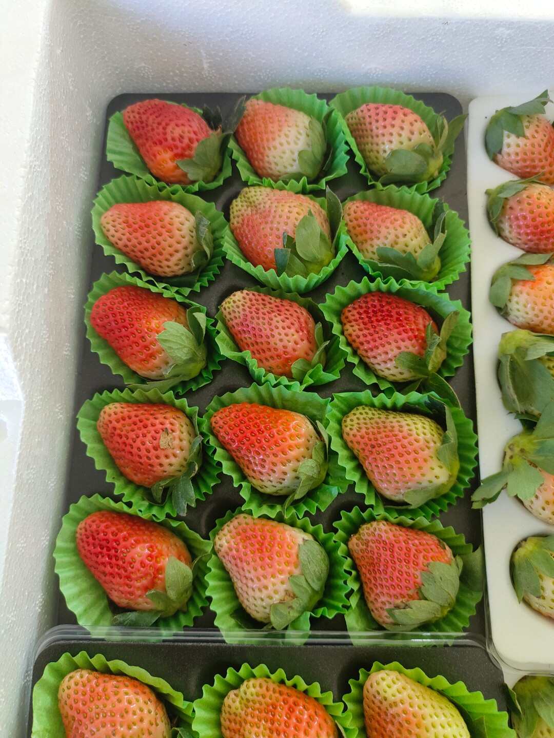 四川大凉山冬草莓陆续上市了