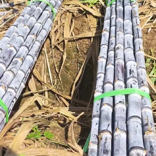 博白县广西黑皮甘蔗批发 5吨以上起订 当季现砍 农家直供。
