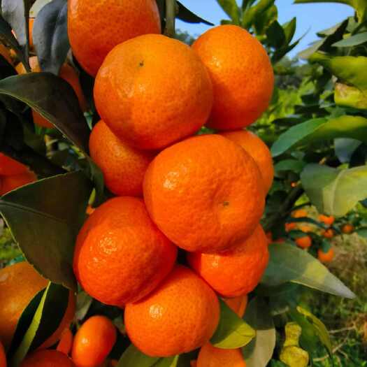 犍为县金秋沙糖桔，高糖低酸、肉质细嫩化渣、入口即化、无核无籽