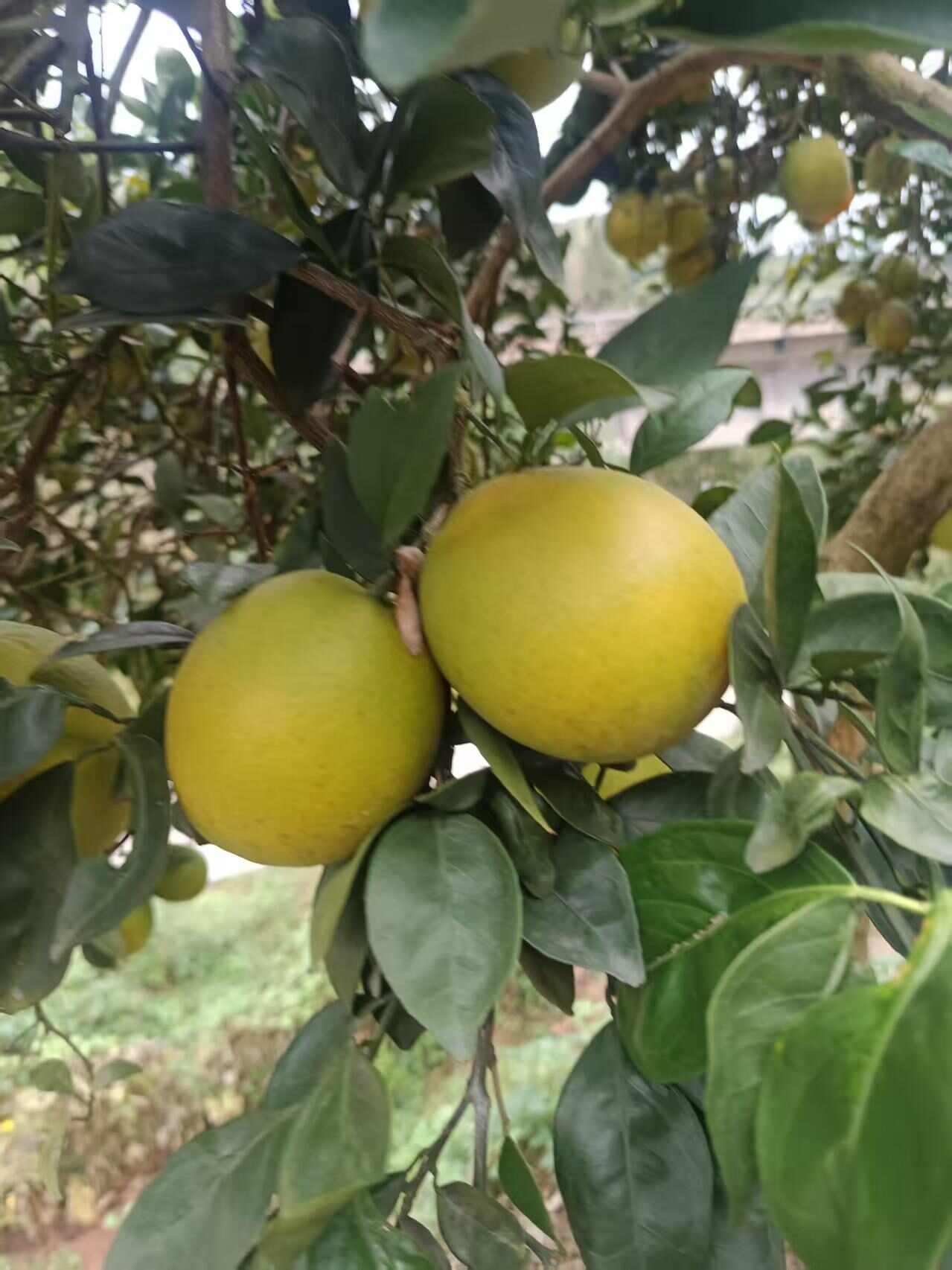 【麻阳冰糖橙 】上市了 皮薄多汁 鲜甜多汁更有纽荷尔 脐橙