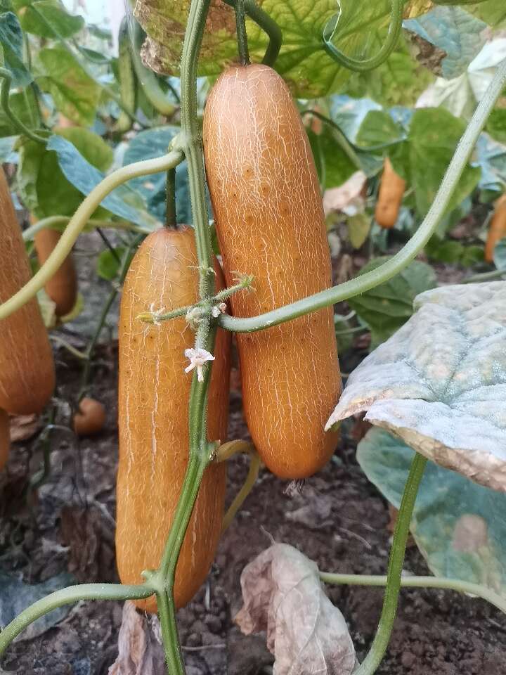 老黄瓜山东省聊城市莘县基地直供