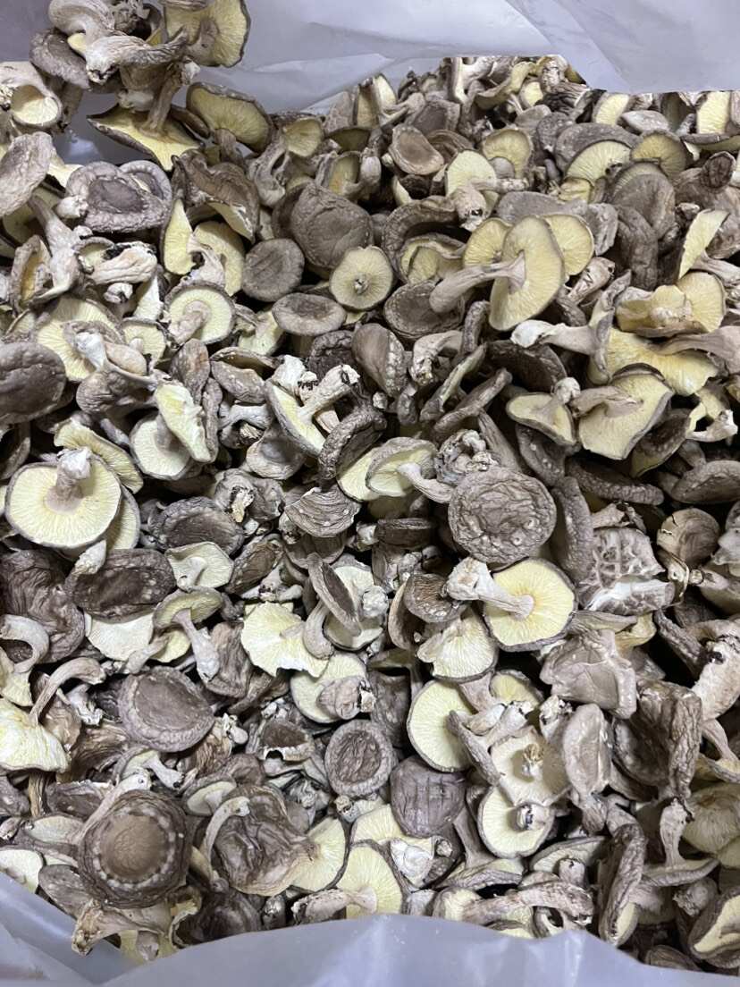 庆元本地林下仿野种植带脚香菇