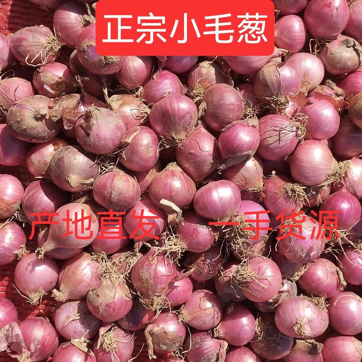毛葱小毛葱懒窝洋葱小洋葱小珠葱产地直发大量有货供电商和市场