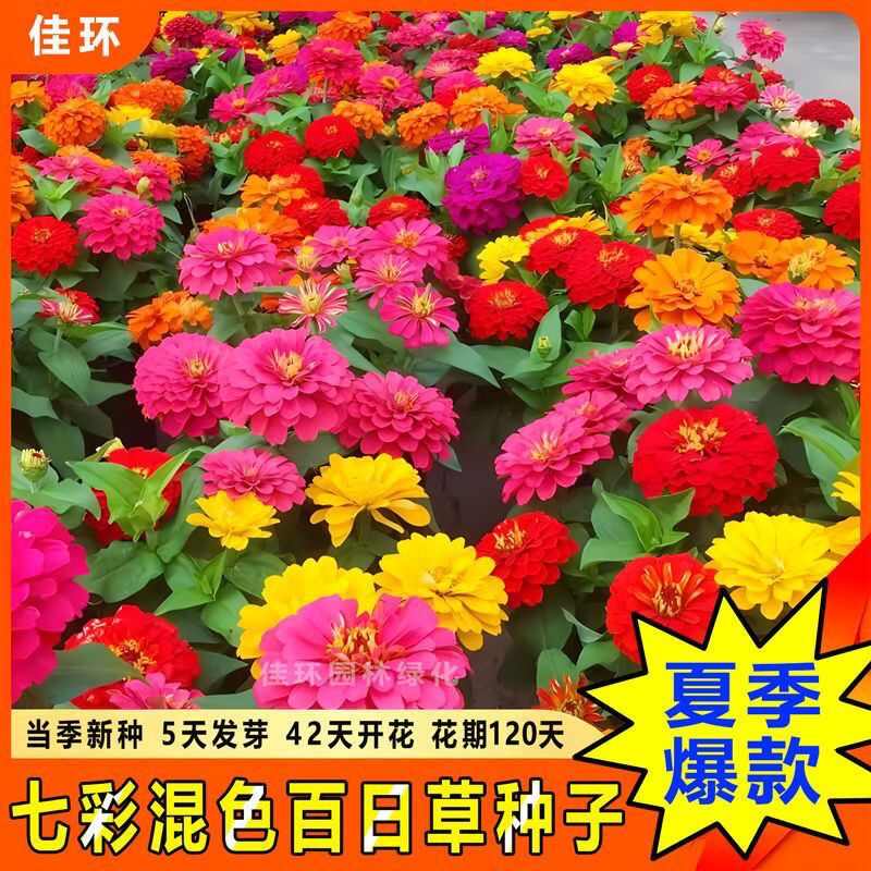 百日草种子四季播种开花花种籽子庭院室外种孑七彩重瓣百日菊花籽