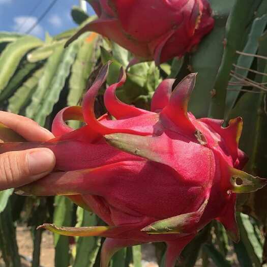 遂溪县金都火龙果 广东湛江遂溪产地直发