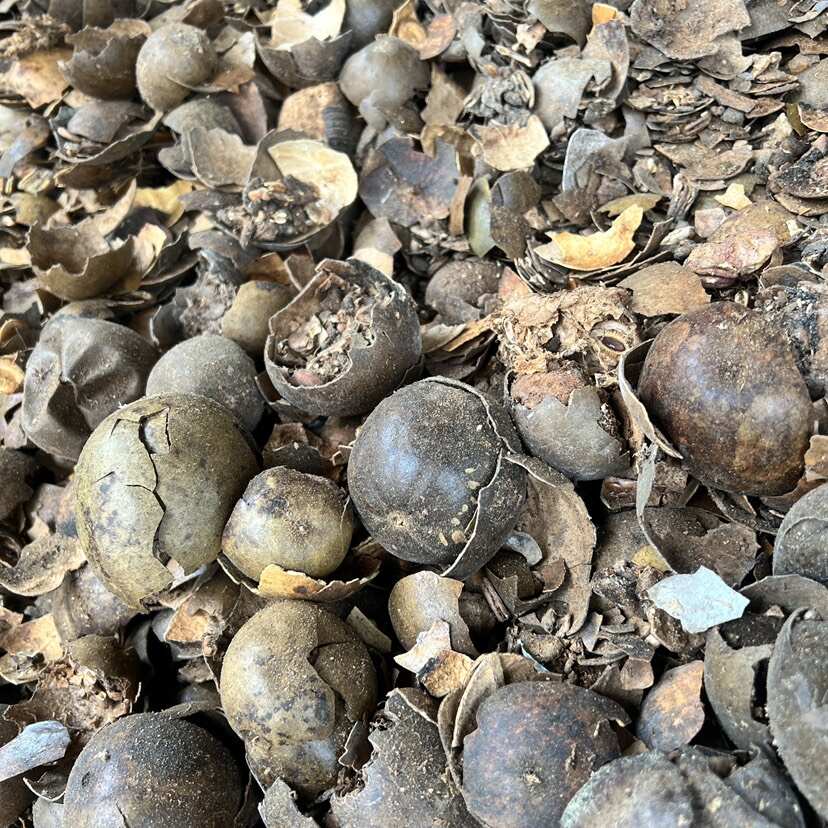 罗汉果碎 果皮罗汉果代打粉 破果