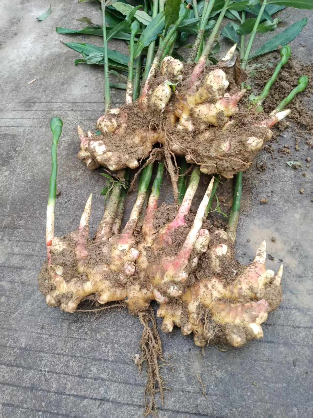 贵州安顺鲜小黄姜