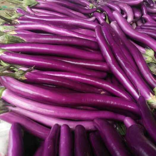 兰陵县高质量蔬菜上市中