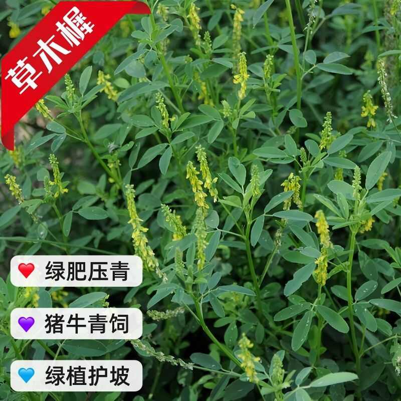 草木樨种子黄花犀籽绿肥牧草坪蜜源植物耐热寒营养高