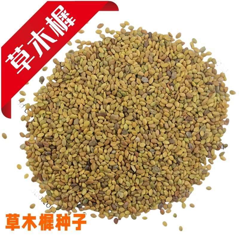 草木樨种子黄花犀籽绿肥牧草坪蜜源植物耐热寒营养高