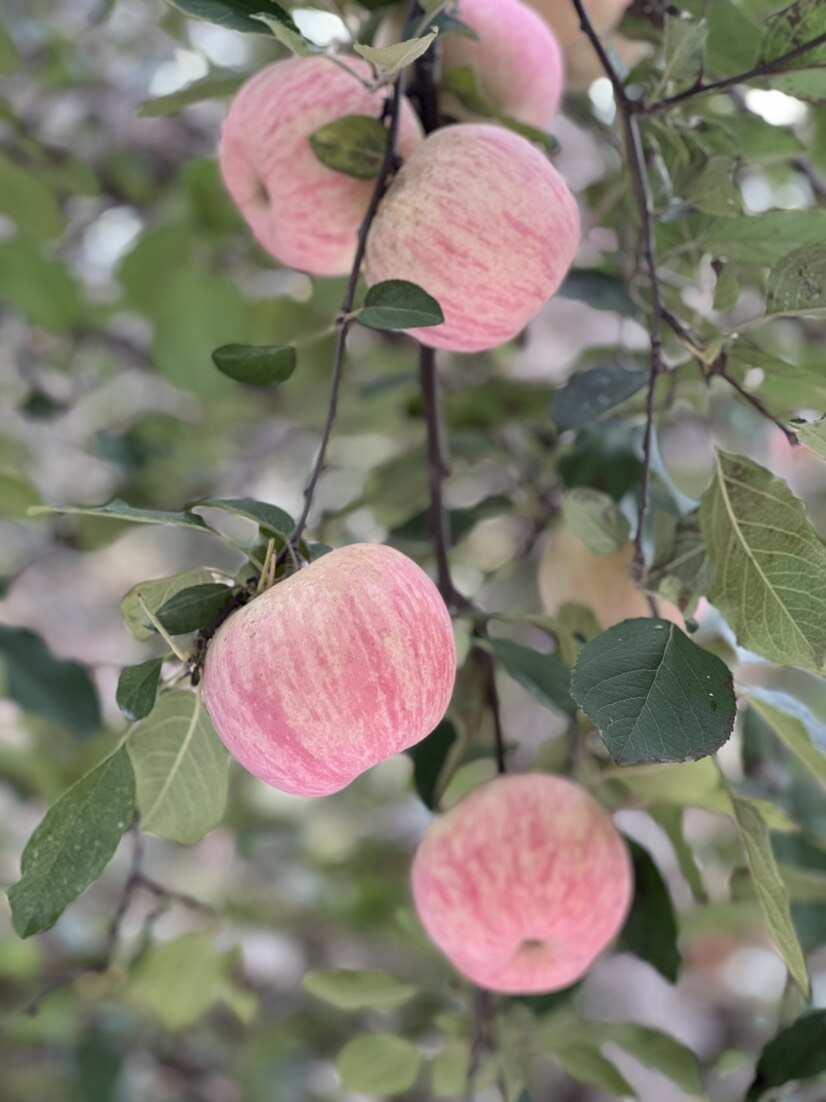 【自家地头2025年新果】山东红富士地头直发皮薄脆甜