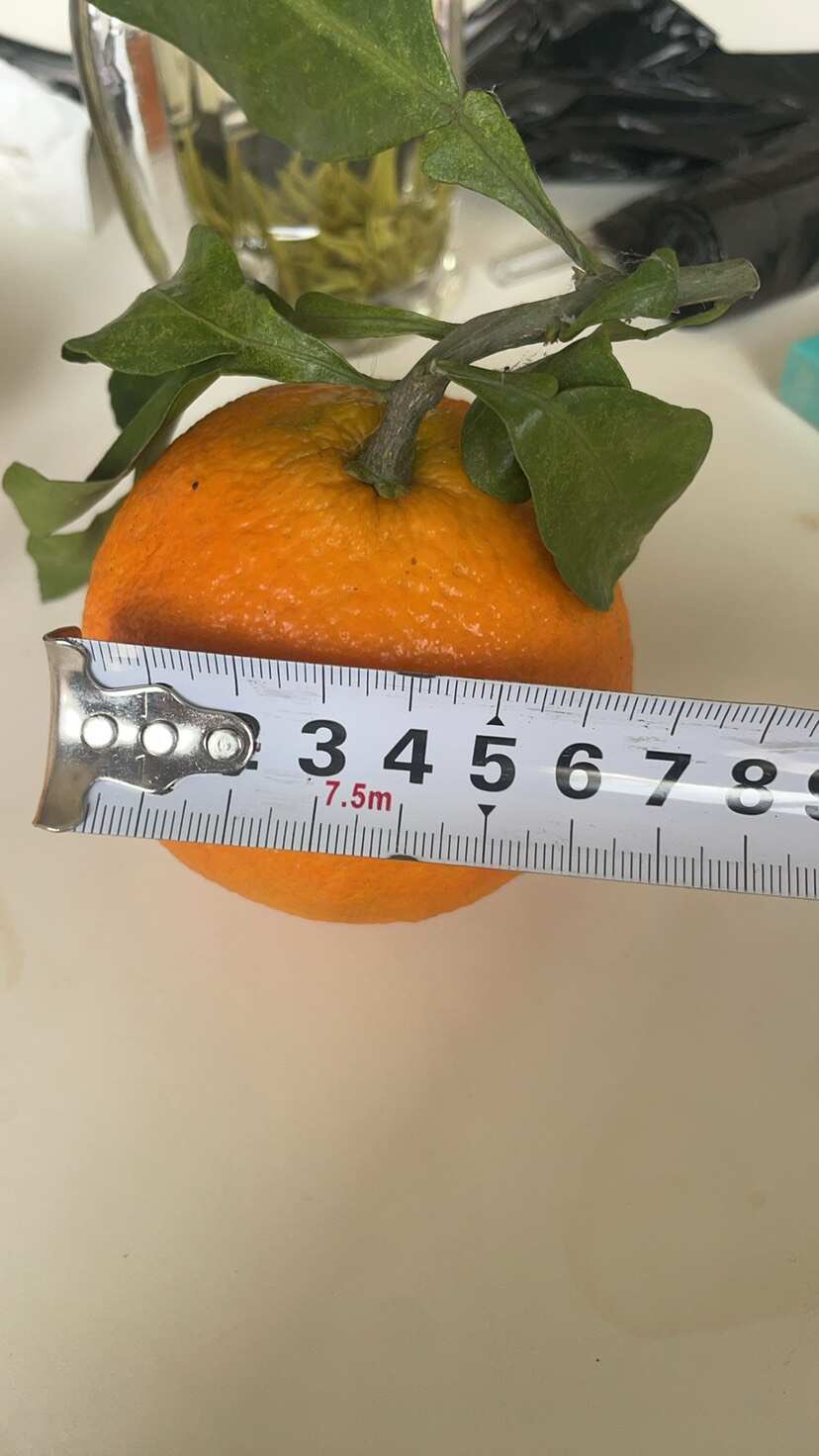 爱媛38 代办 70以上 四川眉山青神货