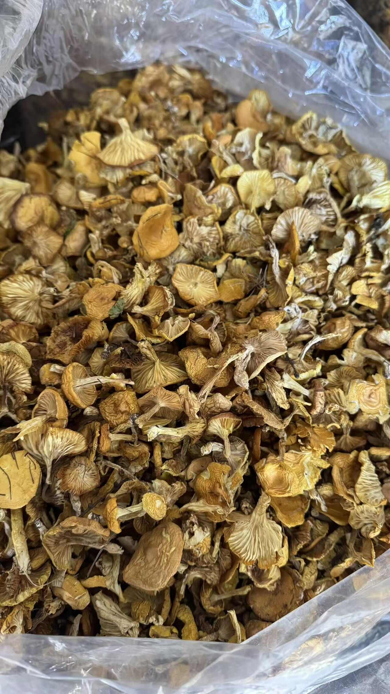 塞罕坝野生黄油蘑